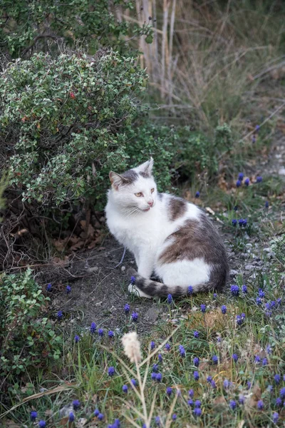 Foros Republik Krim April 2019 Wilde Obdachlose Lumpenkatzen Spazieren Der — Stockfoto