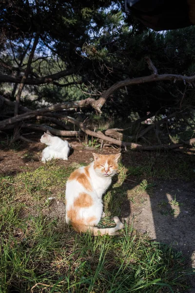 Foros República Crimeia Abril 2019 Gatos Selvagens Sem Teto Desgarrados — Fotografia de Stock