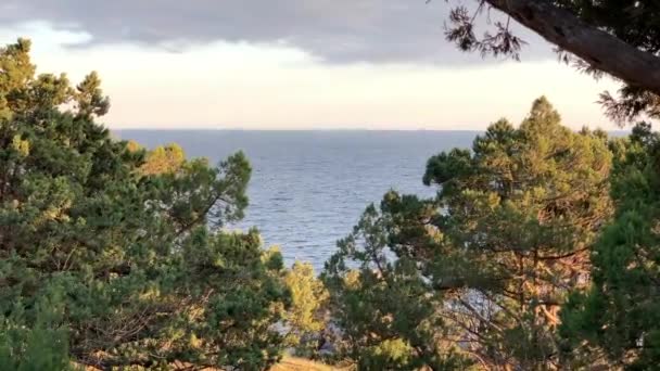 Δέντρα Και Δάση Στη Νότια Ακτή Της Χερσονήσου Της Κριμαίας — Αρχείο Βίντεο