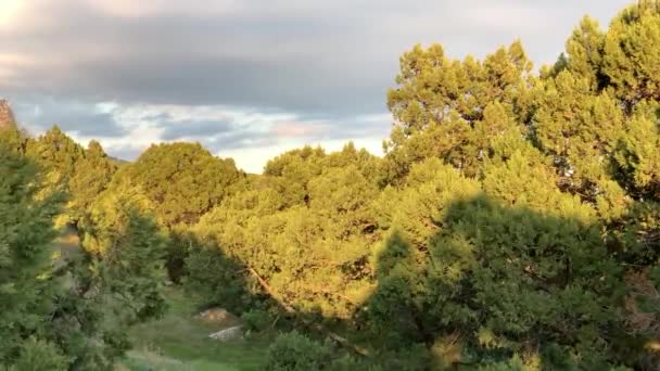 Árvores Floresta Costa Sul Península Crimeia — Vídeo de Stock
