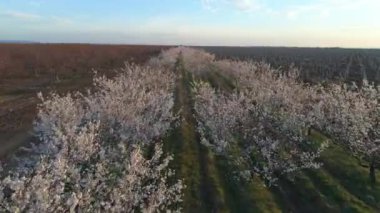 Kırım'ın Bakhchisarai Semtinde Badem Çiçeği Bahçeleri