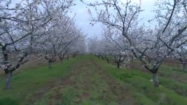 Kırım Bakhchisarai Semtinde Badem Çiçeği Bahçeleri — Stok video