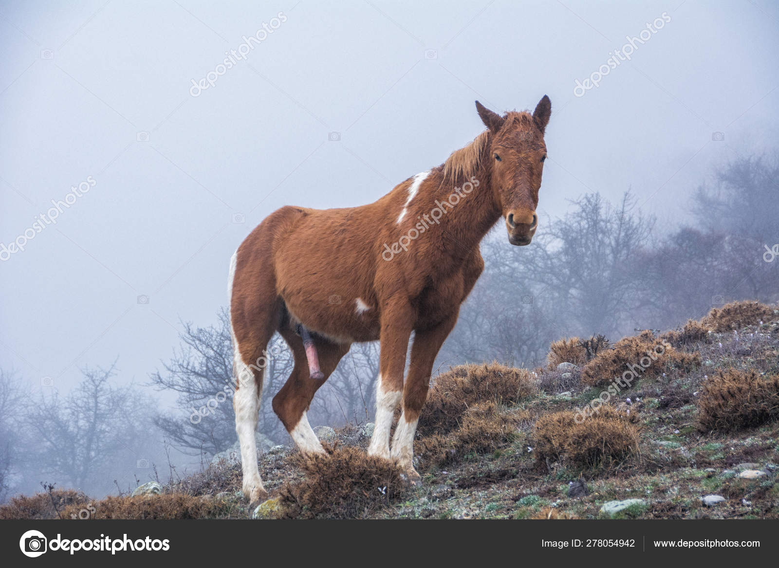 Horse Penis