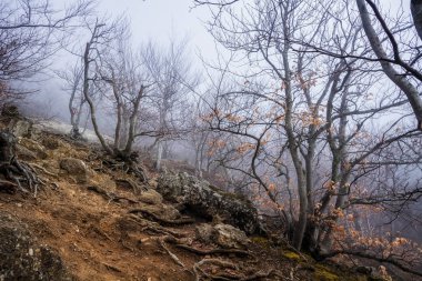 Gh Vadisi'nde Demerdzhi dağ damitme de sisli orman