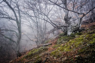 Gh Vadisi'nde Demerdzhi dağ damitme de sisli orman