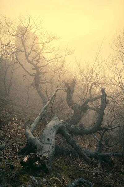 Bosque brumoso en la cordillera Demerdzhi en el Valle de gh —  Fotos de Stock