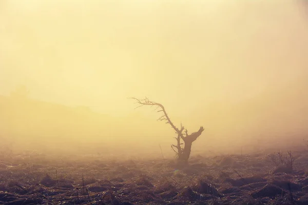 Lonely tree in the fog of sunset light. — Stock Photo, Image
