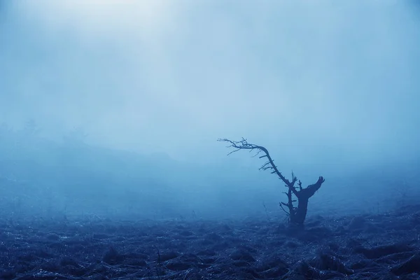 Dimmig skog i Demerdzhi bergskedjan i dalen GH — Stockfoto