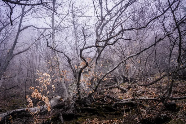 Forêt brumeuse dans la chaîne de montagnes Demerdzhi dans la vallée de gh — Photo