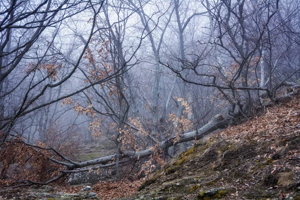 Bosque brumoso en la cordillera Demerdzhi en el Valle de gh —  Fotos de Stock