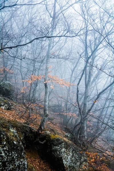 Bosque brumoso en la cordillera Demerdzhi en el Valle de gh — Foto de Stock