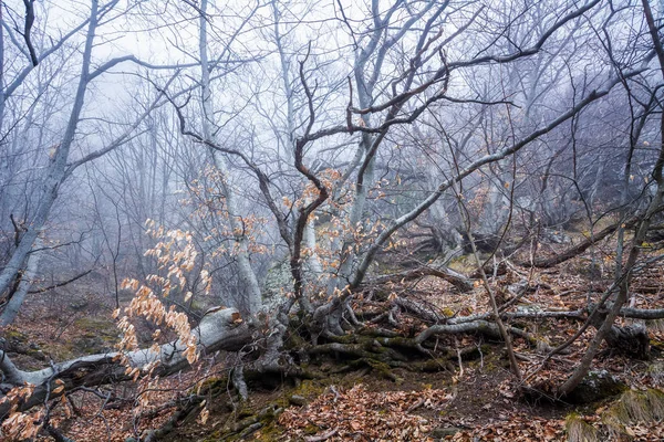 Bosque brumoso en la cordillera Demerdzhi en el Valle de gh —  Fotos de Stock