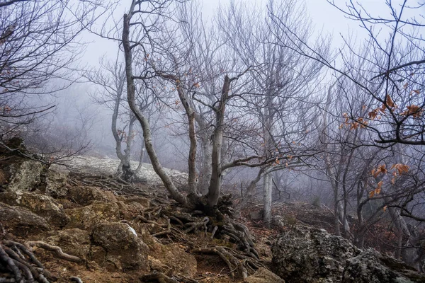 Mlhavá lesní Les v pohoří Demerdzhi v údolí GH — Stock fotografie