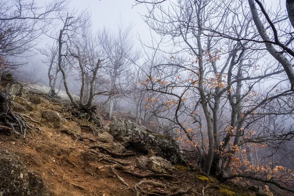 Mlhavá lesní Les v pohoří Demerdzhi v údolí GH — Stock fotografie