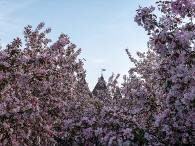 Çiçekli ağaçlar Kiraz çeşitli Amorel pembe arka planda 