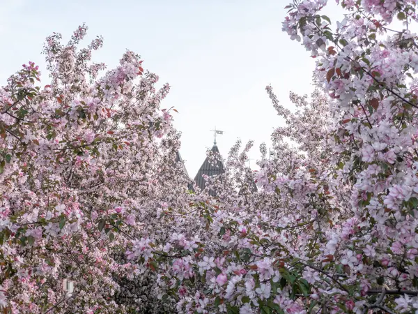 Flowering trees Cherry variety Amorel pink on the background of — Stock Photo, Image