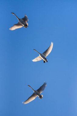 Gölün üzerinde uçan bir grup kuğu. 