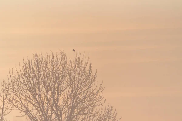 Ramos Árvore Fosco Uma Manhã Inverno Gelada Nevoeiro Lebedinyj Swan — Fotografia de Stock