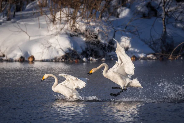 Битва Лебедей Лебедь Нападает Другую Птицу Лебединый Заповедник Лебединый Озеро — стоковое фото