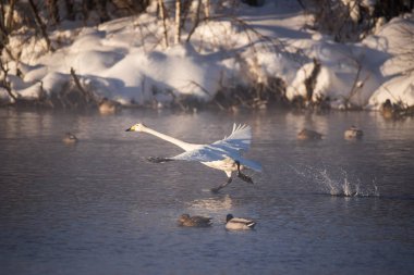 Suda bir kuğu akıyor. Uçmak için koşuyor. 