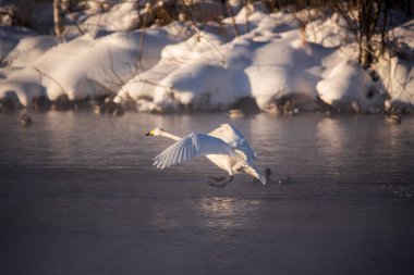 Suda bir kuğu akıyor. Uçmak için koşuyor. 