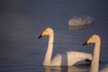 Bir grup kuğu soğuk bir kış gününde gölde yüzer. 