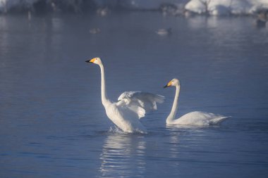 Bir grup kuğu soğuk bir kış gününde gölde yüzer. 