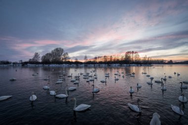 Bir grup kuğu soğuk bir kış gününde gölde yüzer. 