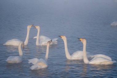 Bir grup kuğu soğuk bir kış gününde gölde yüzer. 