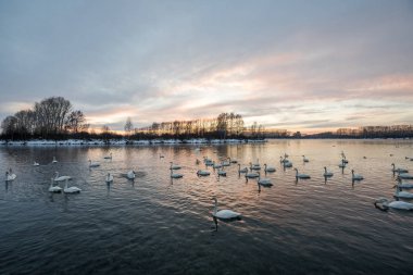 Bir grup kuğu soğuk bir kış gününde gölde yüzer. 