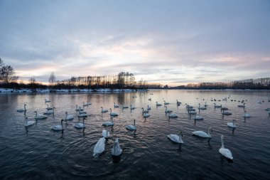 Bir grup kuğu soğuk bir kış gününde gölde yüzer. 