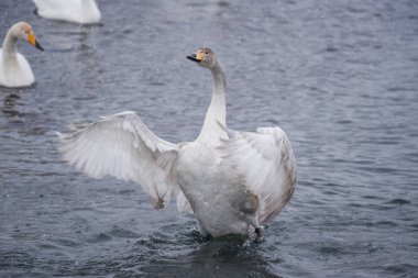 Kuğu kanatlarını çırpıyor. Kanatları kurutur ve hakimiyetini gösterir. 