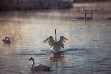 Kuğu kanatlarını çırpıyor. Kanatları kurutur ve hakimiyetini gösterir. 