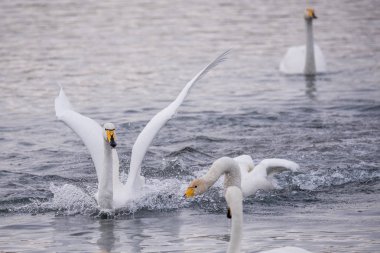 Kuğuların dövüşü. Bir kuğu başka bir kuşa saldırır. 
