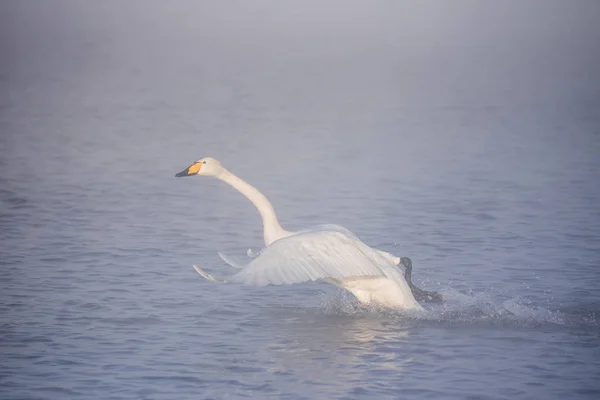 Un cisne está corriendo por el agua. Corre para el vuelo. "Lebedinyj — Foto de Stock