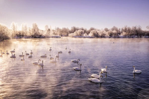 Bir grup kuğu soğuk bir kış gününde gölde yüzer. 