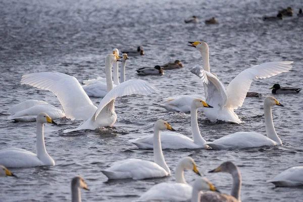 Eine Gruppe Schwäne schwimmt an einem frostigen Wintertag auf einem See. "lebedi" — Stockfoto