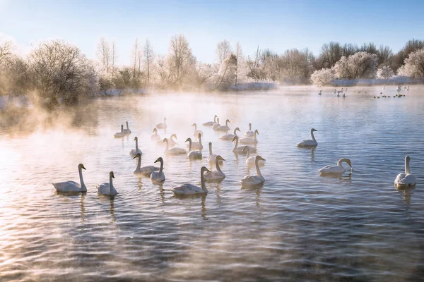 Um grupo de cisnes nada em um lago em um dia de inverno gelado. "Lebedi — Fotografia de Stock