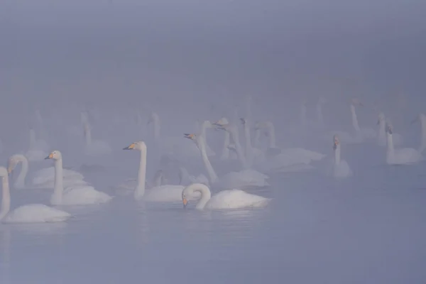 A group of swans swims on a lake on a frosty winter day. "Lebedi — Stock Photo, Image