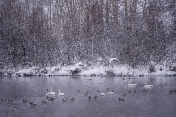 Um grupo de cisnes nada em um lago em um dia de inverno gelado. "Lebedi — Fotografia de Stock