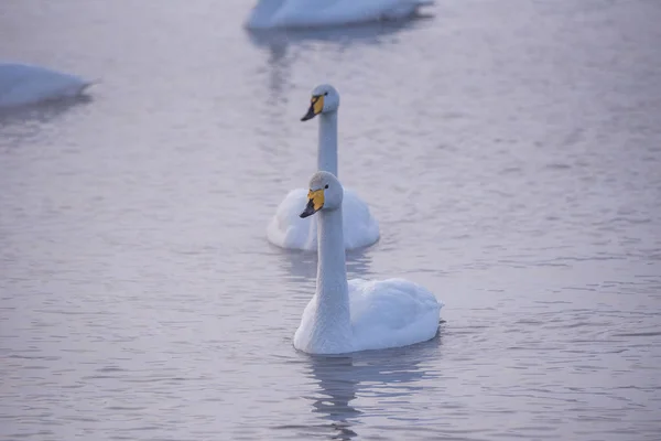 Um grupo de cisnes nada em um lago em um dia de inverno gelado. "Lebedi — Fotografia de Stock