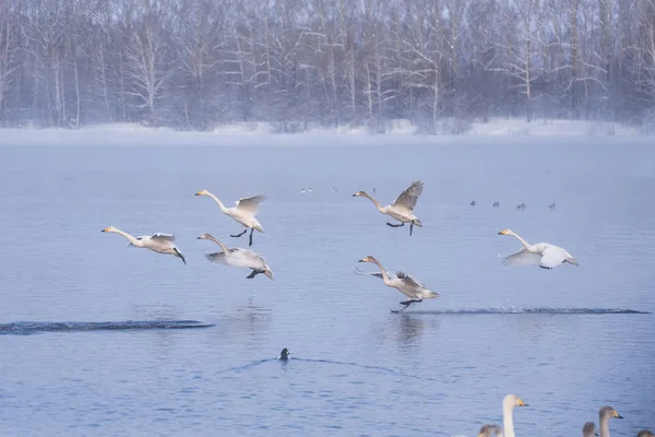 Группа лебедей плавает на озере в морозный зимний день. "Лебеди — стоковое фото