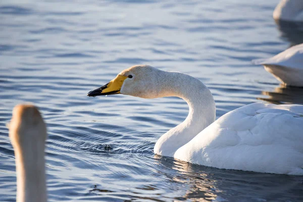 Een groep zwanen zwemt op een meer op een ijzige winterdag. "Lebedi — Stockfoto