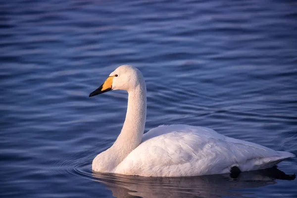 Un grupo de cisnes nada en un lago en un frío día de invierno. "Lebedi —  Fotos de Stock