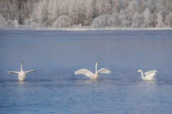 Un groupe de cygnes nage sur un lac par une journée d'hiver glacée. "Lebedi — Photo