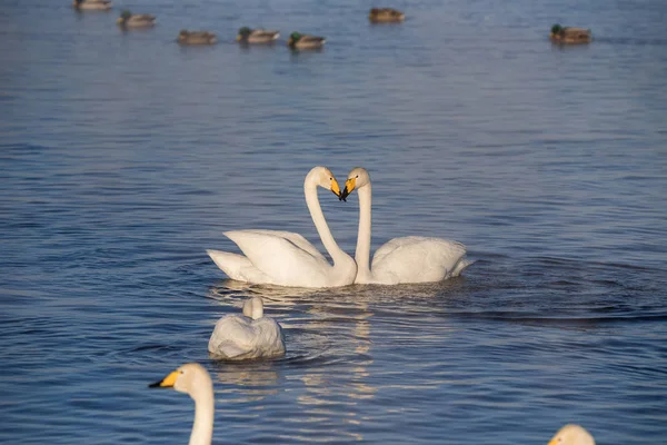 Eine Gruppe Schwäne schwimmt an einem frostigen Wintertag auf einem See. "lebedi" — Stockfoto