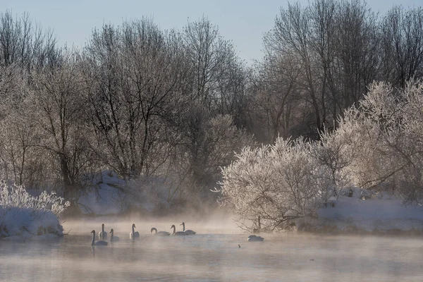 서리가 내린 겨울날, 백조무리가 호수에서 수영을 합니다. "레베디 — 스톡 사진