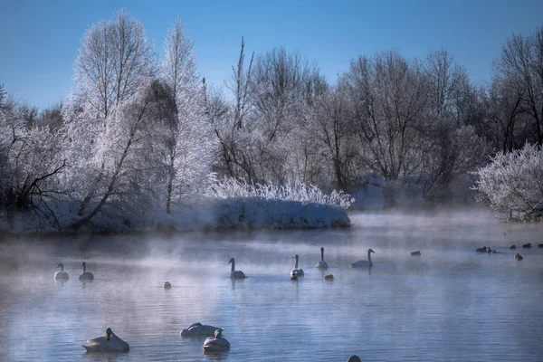 Um grupo de cisnes nada em um lago em um dia de inverno gelado. "Lebedi — Fotografia de Stock