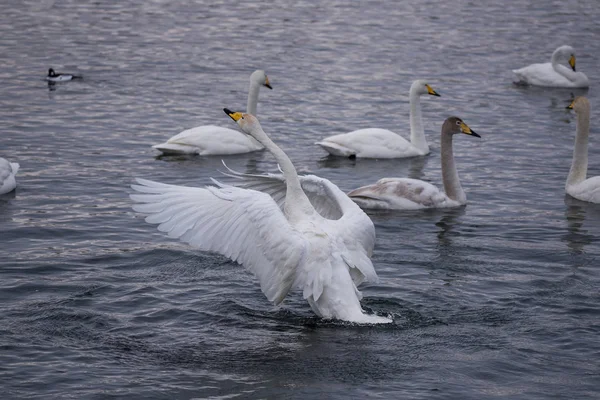 Группа лебедей плавает на озере в морозный зимний день. "Лебеди — стоковое фото
