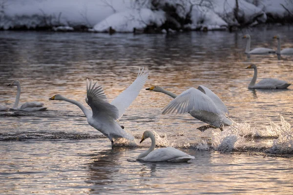 Un groupe de cygnes nage sur un lac par une journée d'hiver glacée. "Lebedi — Photo